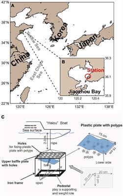 Diets and Seasonal Ingestion Rates of Aurelia coerulea (Cnidaria: Scyphozoa) Polyps by in situ Feeding Experiments in Jiaozhou Bay, China